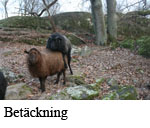 Betackning copy.jpg